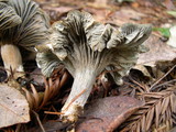Clitocybe odora image
