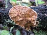 Stereum gausapatum image