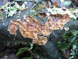 Stereum gausapatum image