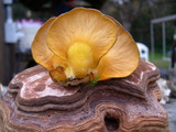 Sarcomyxa serotina image