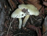 Inocybe geophylla var. geophylla image