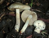Inocybe geophylla var. geophylla image