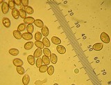 Inocybe geophylla var. geophylla image