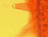 Inocybe geophylla var. geophylla image