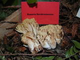 Ramaria flavobrunnescens image