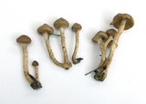 Pholiota terrestris image