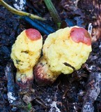 Gymnogaster boletoides image
