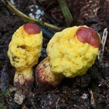 Gymnogaster boletoides image