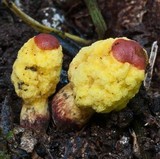 Gymnogaster boletoides image
