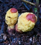 Gymnogaster boletoides image