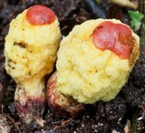 Gymnogaster boletoides image