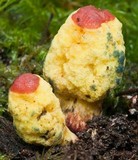 Gymnogaster boletoides image