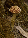 Boletellus emodensis image