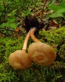 Kuehneromyces marginellus image