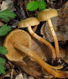 Kuehneromyces marginellus image