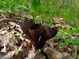 Urnula craterium image