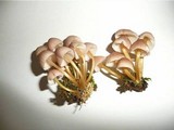 Mycena renati image