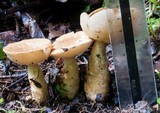 Gyroporus brunnescens image