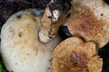 Gyroporus brunnescens image