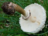 Chlorophyllum nothorhacodes image