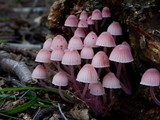 Mycena kuurkacea image
