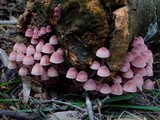 Mycena kuurkacea image