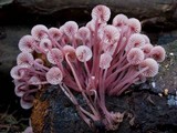 Mycena kuurkacea image