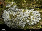 Coccocarpia erythroxyli image