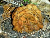 Gyromitra montana image