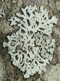 Physcia stellaris image