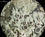 Physcia stellaris image