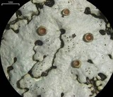Myelochroa galbina image