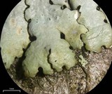 Myelochroa galbina image