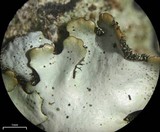 Hypotrachyna livida image