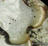 Hypotrachyna livida image