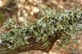 Tuckermanopsis ciliaris image