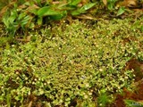 Cladonia cervicornis ssp. verticillata image