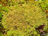 Cladonia chlorophaea image