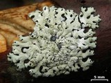 Hypotrachyna osseoalba image