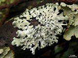 Hypotrachyna rockii image