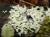 Hypotrachyna rockii image