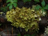 Tuckermanopsis ciliaris image