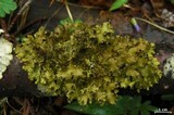 Tuckermanopsis ciliaris image