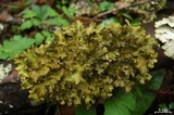 Tuckermanopsis ciliaris image