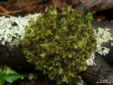 Tuckermanopsis ciliaris image