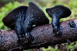 Galiella rufa image