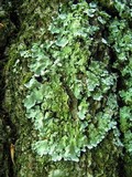 Myelochroa aurulenta image