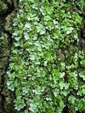 Myelochroa aurulenta image