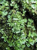 Myelochroa aurulenta image