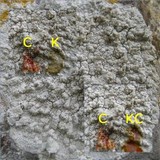 Pertusaria lactea image